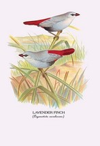 Lavender Finch by Arthur Gardiner Butler - Art Print - £17.57 GBP+