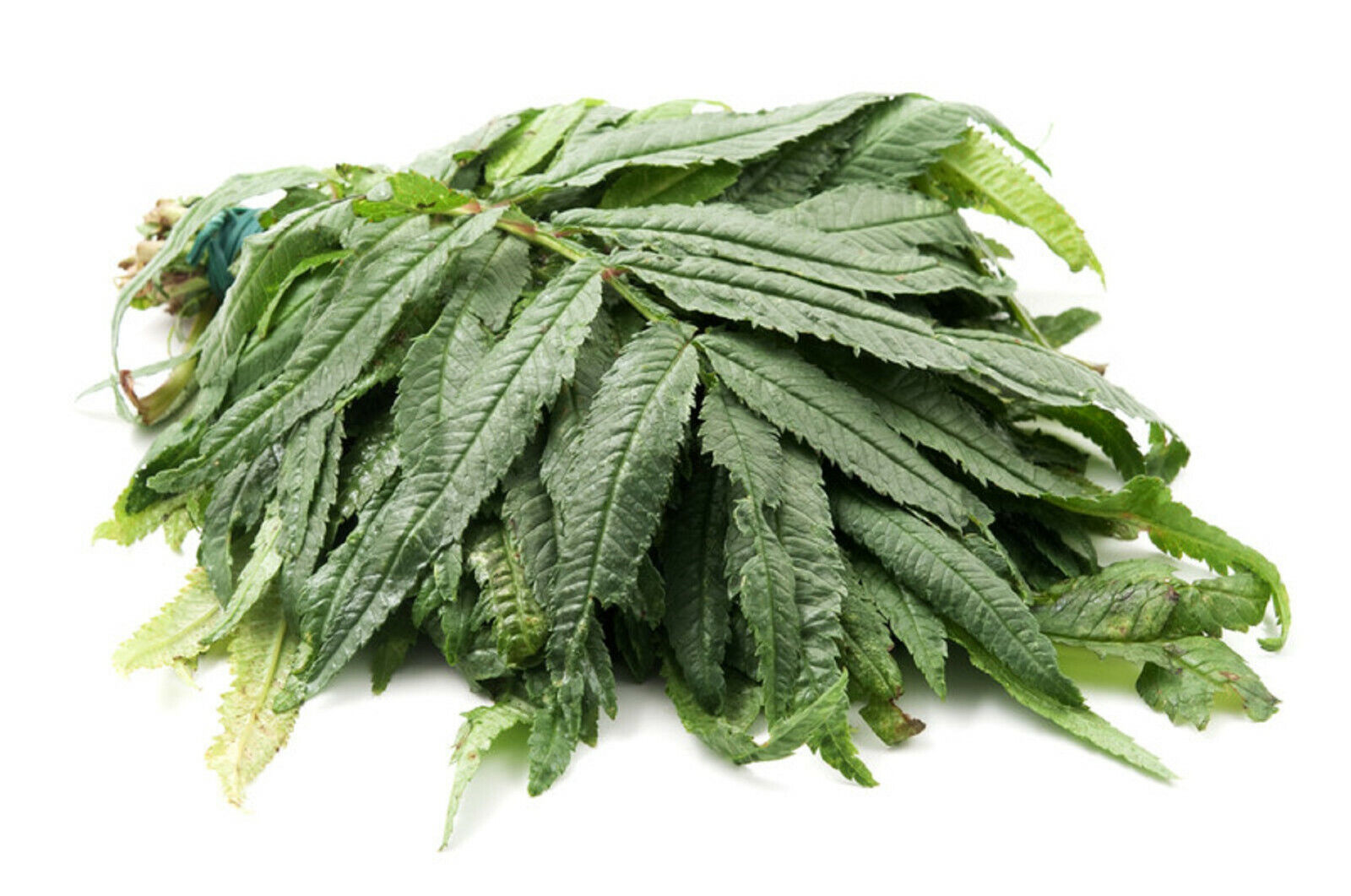 200 HUACATAY SEEDS BLACK MINT Peruvian Medicinal &amp; Culinary Herb Tagetes... - $10.58