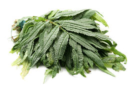 200 Huacatay Seeds Black Mint Peruvian Medicinal &amp; Culinary Herb Tagetes Minuta - £5.52 GBP