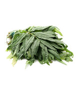 200 HUACATAY SEEDS BLACK MINT Peruvian Medicinal & Culinary Herb Tagetes Minuta - $10.58
