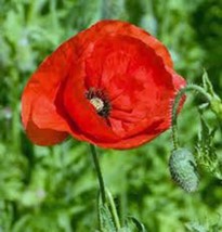 POPPY, FLANDERS, 100+ SEEDS, ORGANIC, STUNNING BRIGHT RED FLOWER, GREAT ... - £3.19 GBP