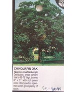 Chinquapin Oak Tree 4&#39;-6&#39; Healthy Live Shade Trees Plants Home Landscape... - €84,20 EUR
