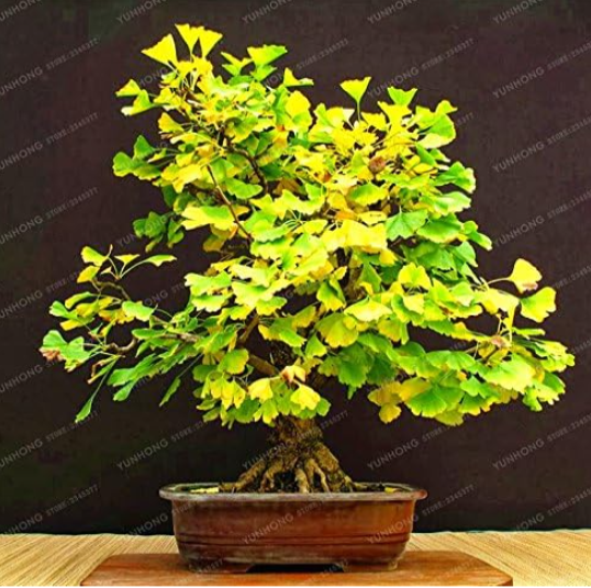 Ginkgo Biloba Gingko Maidenhair Tree Seed - $9.99