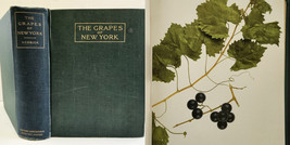 1908 Antique Book Of Grapes Of New York W Approx 100 Color Plates - £178.01 GBP