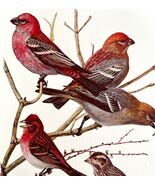 Pine Grosbeak Purple Finch 1936 Bird Art Lithograph Color Plate Print DW... - $557.00 MXN