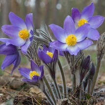 Pasque Flower (Anemone Pulsatilla Vulgaris Violet) - 25 Seeds USA SELLER - $7.98