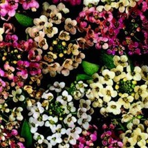 Alyssum Aphrodite Mix Flower Seeds New Fresh Seeds USA - $7.00