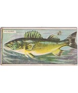 Cowan Co Toronto Card Pickerel Canadian Fish - $190.81 MXN