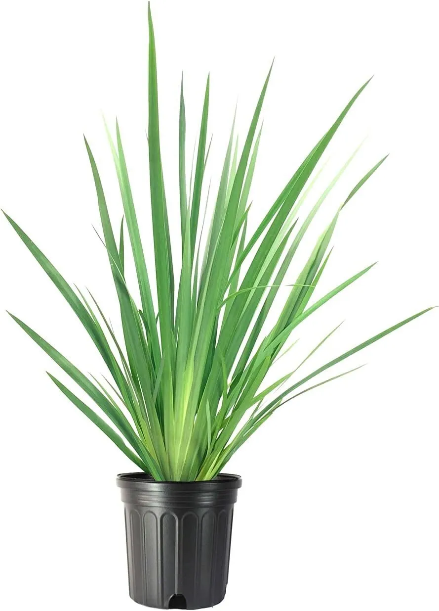 Africanris White Large Plants Dietesridioides Low - $63.89