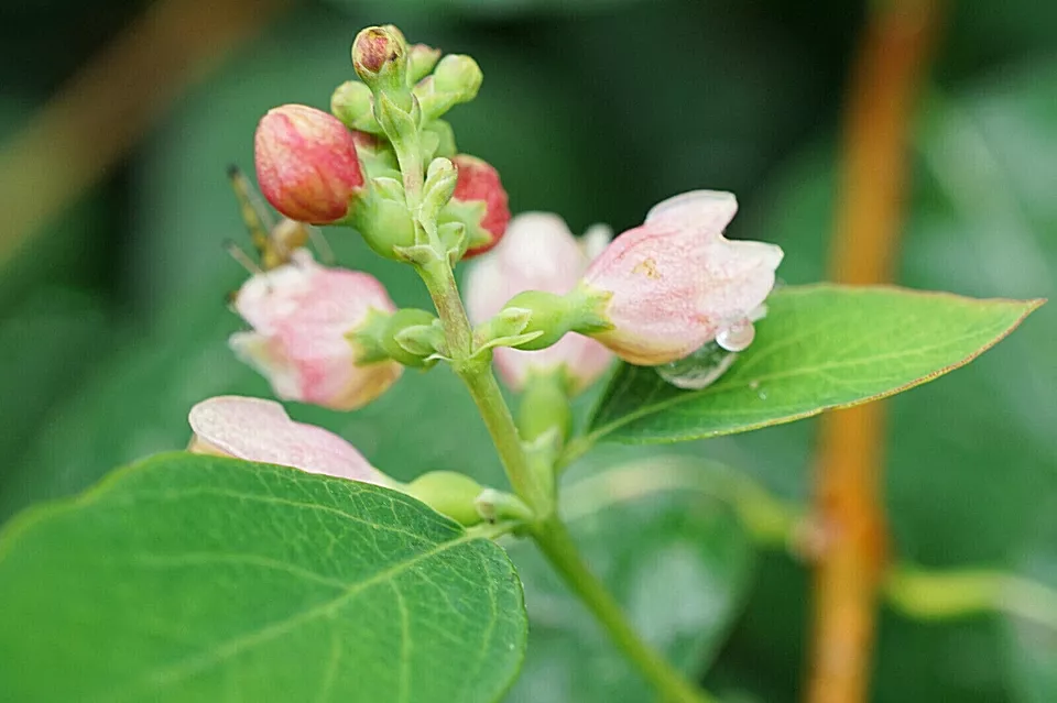 Snowberry 40 Seeds (Symphoricarpos albus) Fast Shipping - $8.99