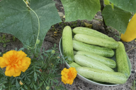 HT 25 Organic Asian White /Green Sweet Crisp Cucumber Seeds Planting Seeds - $9.50