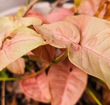 Pink Strawberry Cream Syngonium Podophyllum - Arrowhead Vine Philodendro... - $8.91