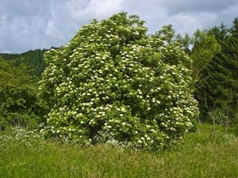 SEPTH Black Elderberry (Sambucus nigra), 50 seeds - £4.92 GBP