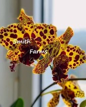 SEPTH 50 Seeds Psychopsis Orchids Yellow Flowers (Psychopsis Spp.) - £6.21 GBP