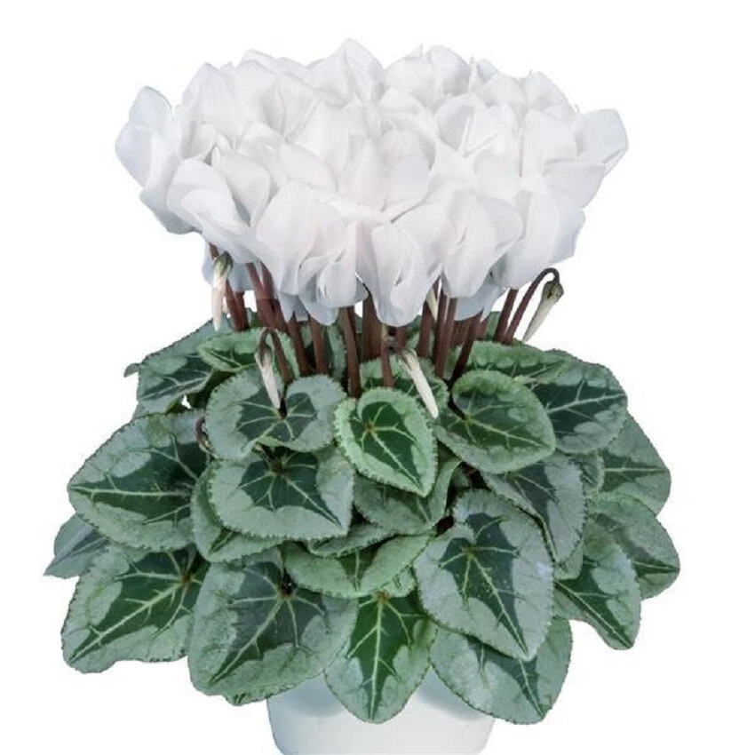 Cyclamen Seeds 15 Seeds Cyclamen Metalis White - $19.79