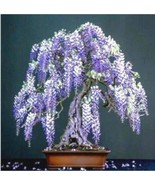 10pcs Purple Wisteria Flower Seeds Perennial Climbing Plants Bonsai Home.(#2104) - $7.55