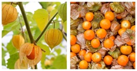 200 Tomatillo Seeds CapeGooseberry Chinese Lantern Fruit Golden Ground B... - £13.28 GBP