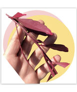 seeds pick qty Ramulosa "Red Coral". Cacti Succulents. - $5.39+