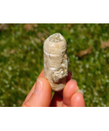 Crinoid Fossil with Natural Vibrant Sheen 30g Missouri USA Collectors Sp... - $52.13 CAD
