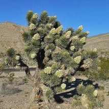 PWO Yucca Brevifolia | Joshua Tree | Yucca Palm Tree  5 Authentic Seeds - $7.20