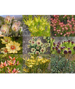 20 Of Leucadendron Mix Seeds Garden Ornamental Plants - $36.19