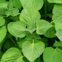 Green Shiso Seeds, Perilla, Beefsteak Plant, Japanese Basil, NON-GMO, FREE SHIP - £1.33 GBP+