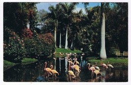 Florida Postcard Pink Flamingos Sarasota Jungle Gardens Curteich FK 71 - £2.36 GBP
