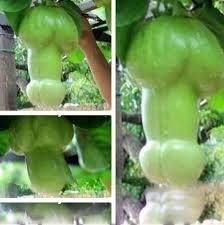 50 seeds Magic Pumpkin Seeds Item image 2