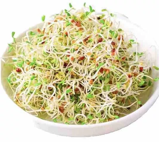 BStore 1500 Alfalfa Sprouting Seeds Non-Gmo Organic Seeds Starter Kits - £7.43 GBP