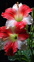 Morning Glory-20 Seeds-Ipomoea nil-Mix color Flower - $7.55