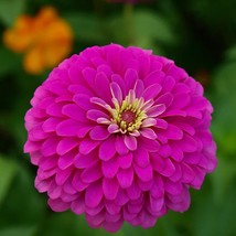 50 Violet Giant Zinnia Seeds Largest Giant Zinnias Zinnia Elegans USA SELLER - £8.05 GBP