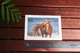 Horse on Beach Photo Art Print 5 X 7 - £1.78 GBP