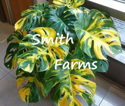 10 Seeds Sun Kissed Monstera House Plant Tropical Palm Tree Yellow Green Leaves - $9.25