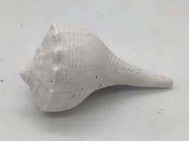 Florida Lightning Whelk Seashell 3 in White Weathered Spiral Shell Nauti... - $9.89