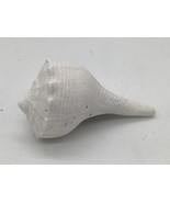 Florida Lightning Whelk Seashell 3 in White Weathered Spiral Shell Nauti... - $181.90 MXN