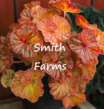 25 Autumn Ember Begonia Flowers Orange Red Yellow Seeds Fresh Garden - £10.66 GBP