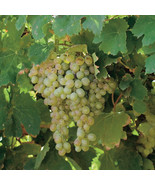 Vitis Labrusca Niagara Grape 5 Seeds New Fresh  - $17.96