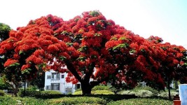 Delonix Regia Canopy Tree 10 Seeds  Red Royal Flowering Poinciana Fast Grow - $10.93