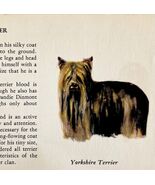 Yorkshire Terrier 1939 Yorkie Dog Breed Art Ole Larsen Color Plate Print... - €25,75 EUR
