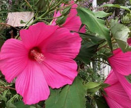 100 pc Hibiscus Flower Seeds Giant Pink Fuchsia Dinner Plate Size Hardy Heirloom - £7.07 GBP