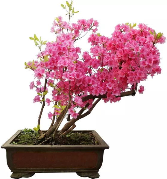 30 Royal Azalea Bonsai Tree Seeds To Plant Rhododendron Schlippenbachii ... - £12.72 GBP