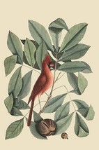 Red Bird by Mark Catesby - Art Print - £17.27 GBP+