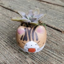 Cat Planter + Ghost Succulent, Kitten Ceramic Pot, Graptopetalum Paraguayense image 2