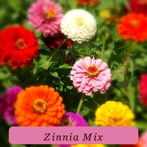 7462 zinnia mix pop thumb200