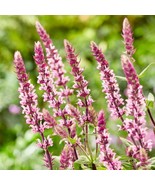 FREE SHIPPING 50 Caradona Pink Salvia Seeds Flower Seed Perennial Flowers  - $16.99