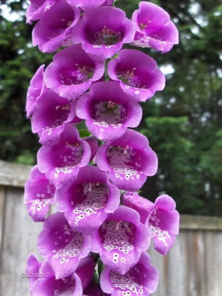 Top Seller 1000 Purple Foxglove Digitalis Purpurea Flower Seeds - $14.60