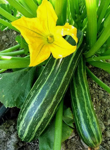 HT 25 Seeds Cocozelle Zucchini Summer Squash Seeds, Nongmo Planting Seeds - $7.99