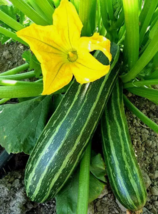 HT 25 Seeds Cocozelle Zucchini Summer Squash Seeds, Nongmo Planting Seeds - $7.99