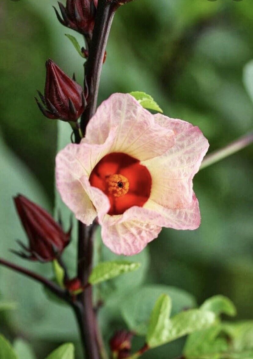 FREE SHIPPING 1 ROSELLE JAMAICAN SORREL MOTHER QUEEN HIBISCUS LIVE PLANT - £19.97 GBP