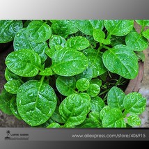 New Fresh Green Malabar Spinach Vegetable Seeds Pack 50 Seeds / Pack Organic Veg - $4.72